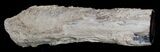 Petrified Juniper Limb/Root - McDermitt, Oregon #6245-2